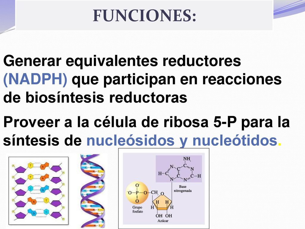 FUNCIONES: Generar equivalentes reductores (NADPH) que participan en reacciones de biosíntesis reductoras.
