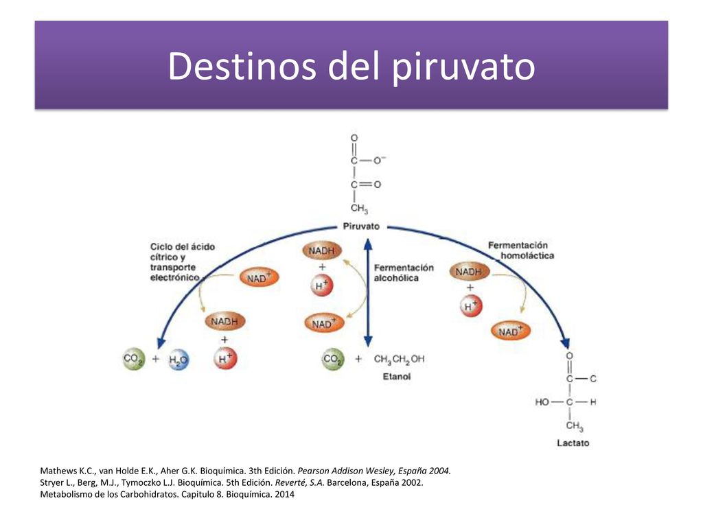 Destinos del piruvato Mathews K.C., van Holde E.K., Aher G.K. Bioquímica. 3th Edición. Pearson Addison Wesley, España