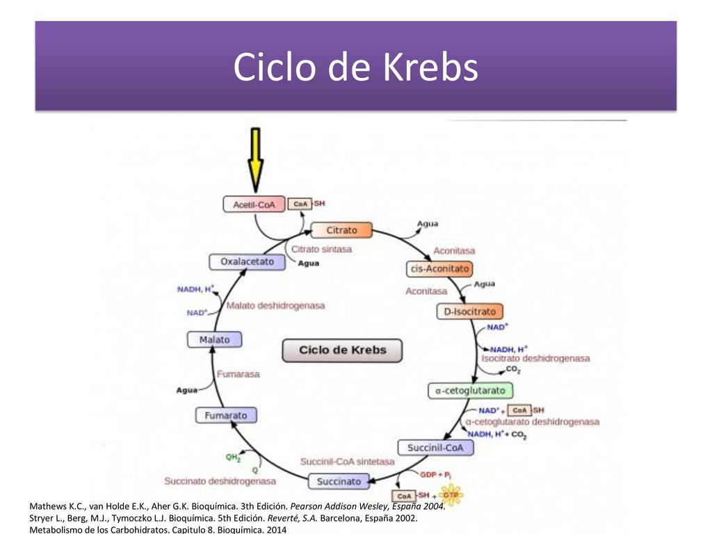 Ciclo de Krebs Mathews K.C., van Holde E.K., Aher G.K. Bioquímica. 3th Edición. Pearson Addison Wesley, España