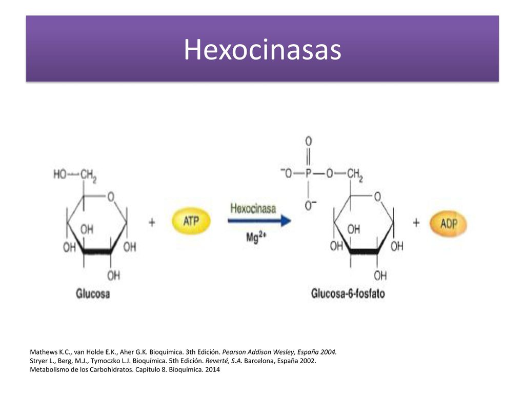 Hexocinasas Mathews K.C., van Holde E.K., Aher G.K. Bioquímica. 3th Edición. Pearson Addison Wesley, España