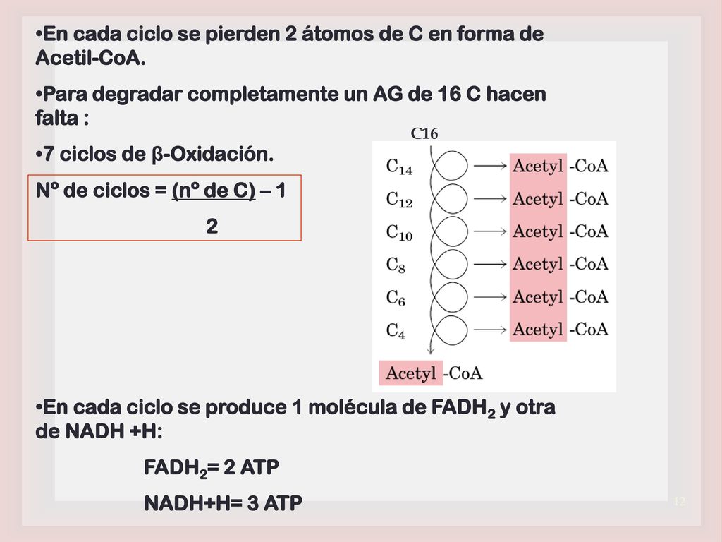 En cada ciclo se pierden 2 átomos de C en forma de Acetil-CoA.
