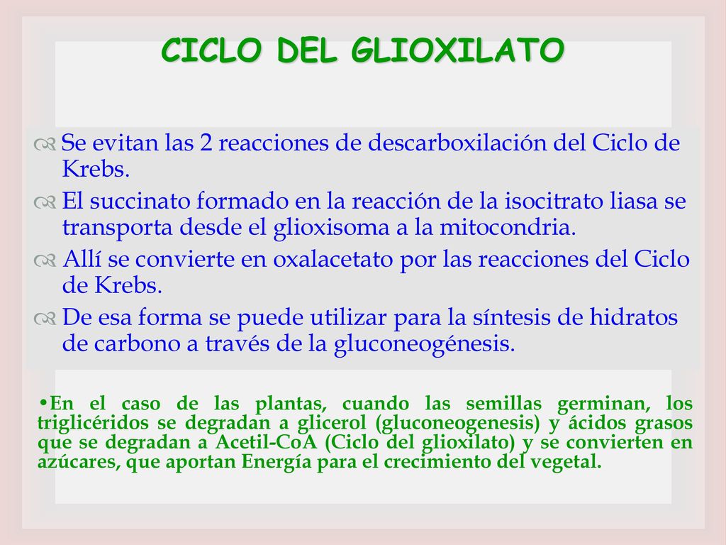 CICLO DEL GLIOXILATO Se evitan las 2 reacciones de descarboxilación del Ciclo de Krebs.