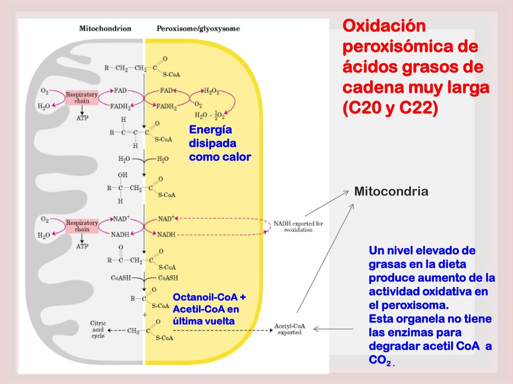 Oxidación peroxisómica de ácidos grasos de cadena muy larga (C20 y C22)