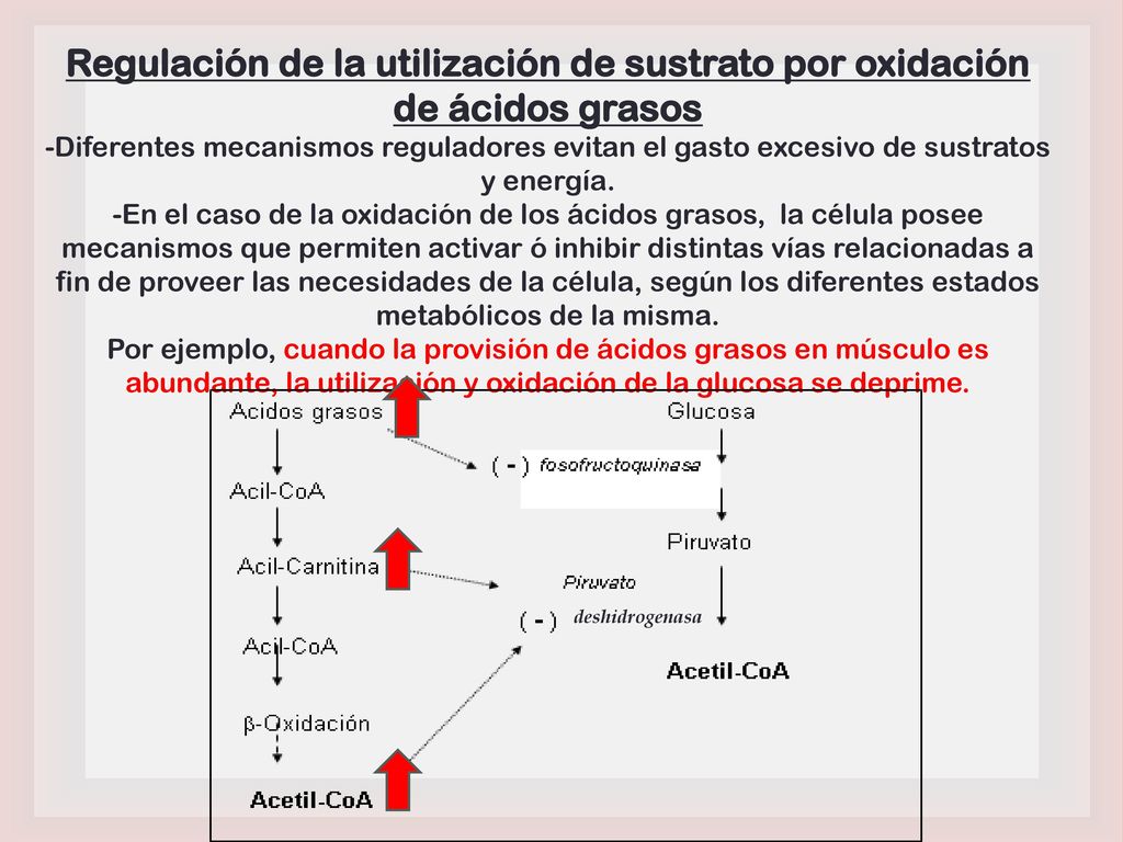 Regulación de la utilización de sustrato por oxidación de ácidos grasos