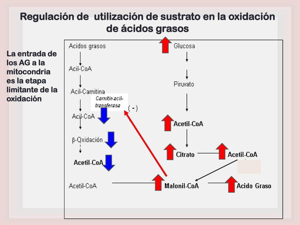 Regulación de utilización de sustrato en la oxidación de ácidos grasos
