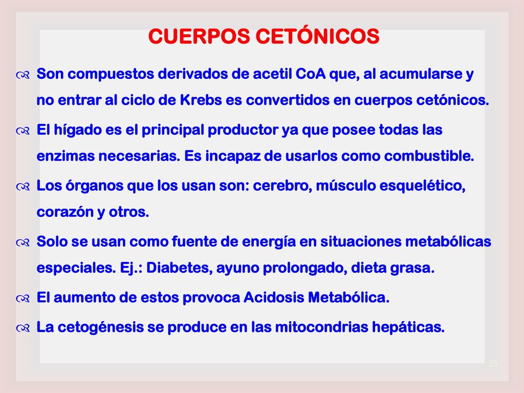 CUERPOS CETÓNICOS Son compuestos derivados de acetil CoA que, al acumularse y no entrar al ciclo de Krebs es convertidos en cuerpos cetónicos.