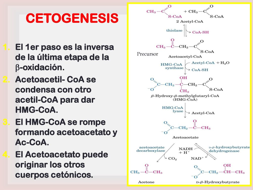 CETOGENESIS El 1er paso es la inversa de la última etapa de la b-oxidación. Acetoacetil- CoA se condensa con otro acetil-CoA para dar HMG-CoA.