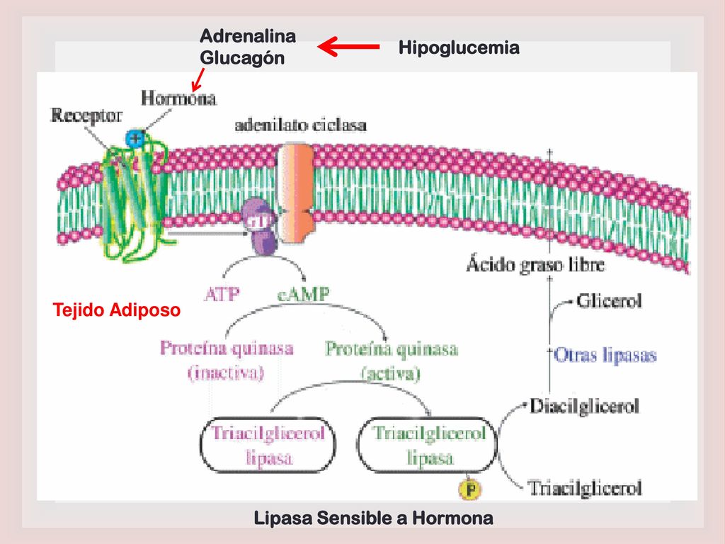 Adrenalina Glucagón Hipoglucemia Tejido Adiposo Lipasa Sensible a Hormona