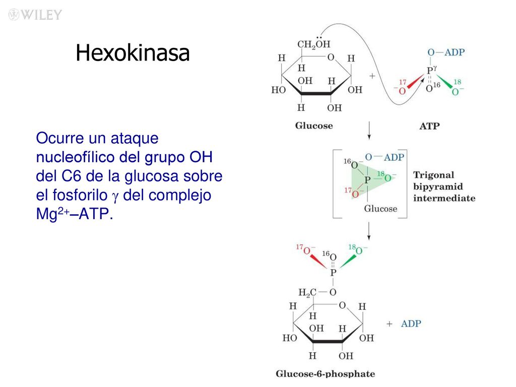 Hexokinasa Ocurre un ataque nucleofílico del grupo OH del C6 de la glucosa sobre el fosforilo g del complejo Mg2+–ATP.