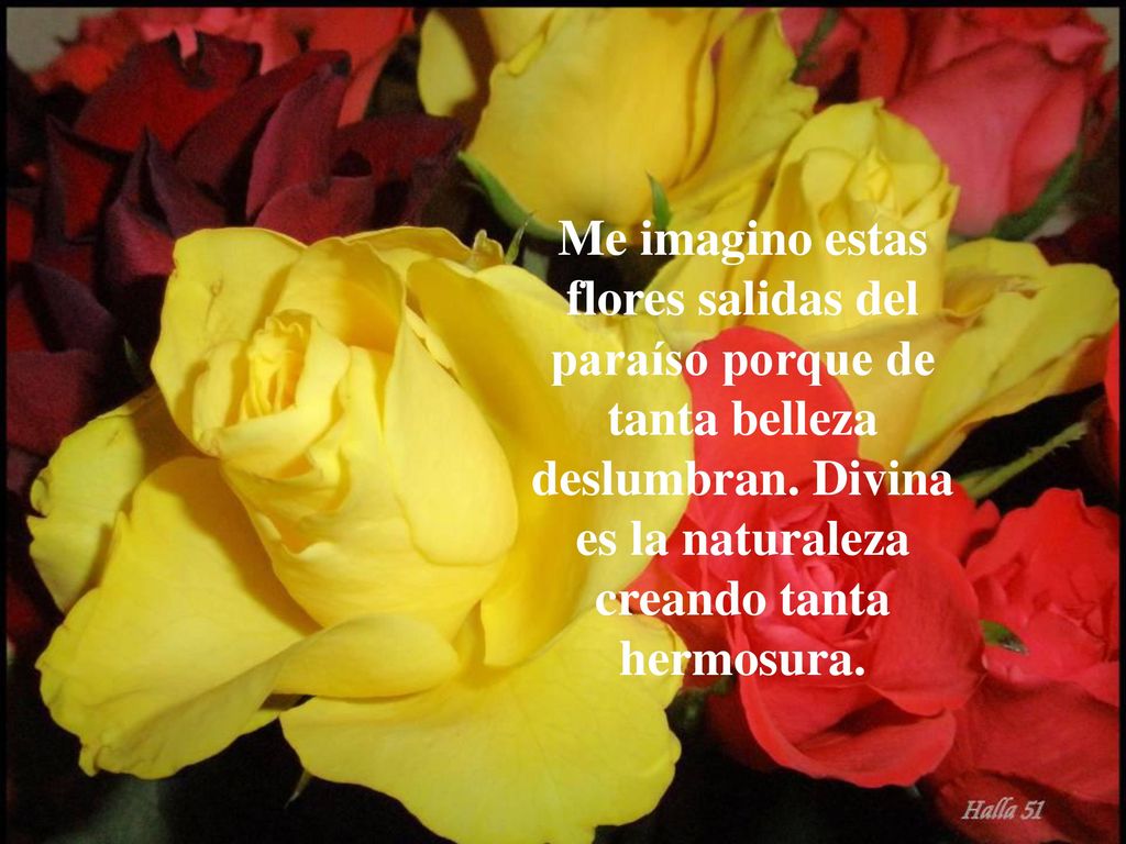 Me imagino estas flores salidas del paraíso porque de tanta belleza deslumbran.