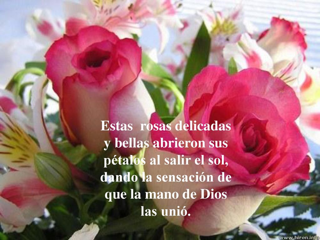 Estas rosas delicadas y bellas abrieron sus pétalos al salir el sol, dando la sensación de que la mano de Dios las unió.