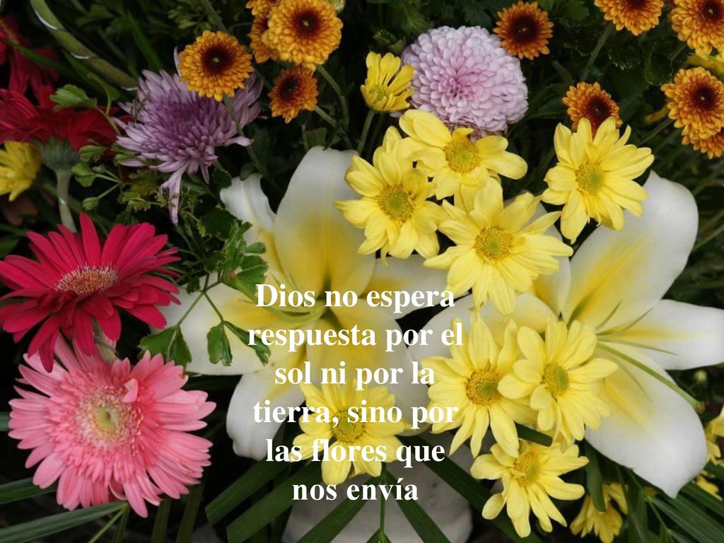 Dios no espera respuesta por el sol ni por la tierra, sino por las flores que nos envía
