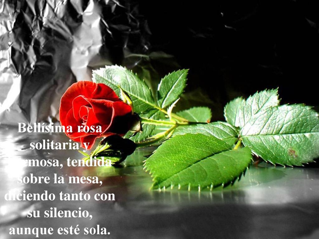 Bellísima rosa solitaria y hermosa, tendida sobre la mesa, diciendo tanto con su silencio, aunque esté sola.
