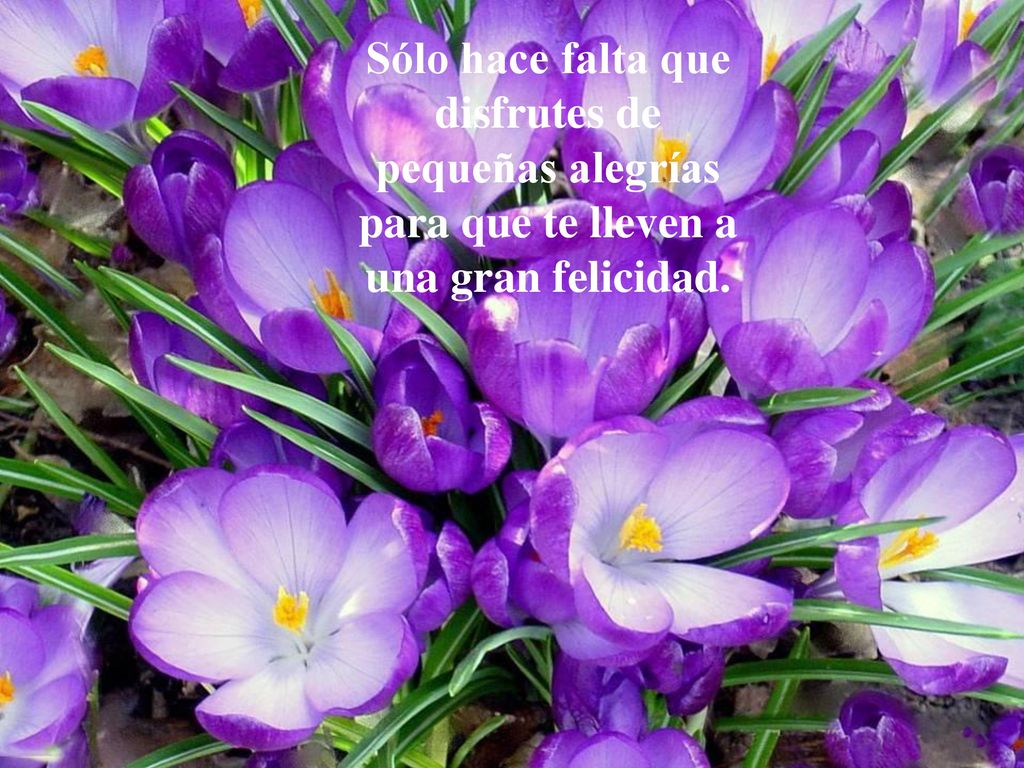 Sólo hace falta que disfrutes de pequeñas alegrías para que te lleven a una gran felicidad.