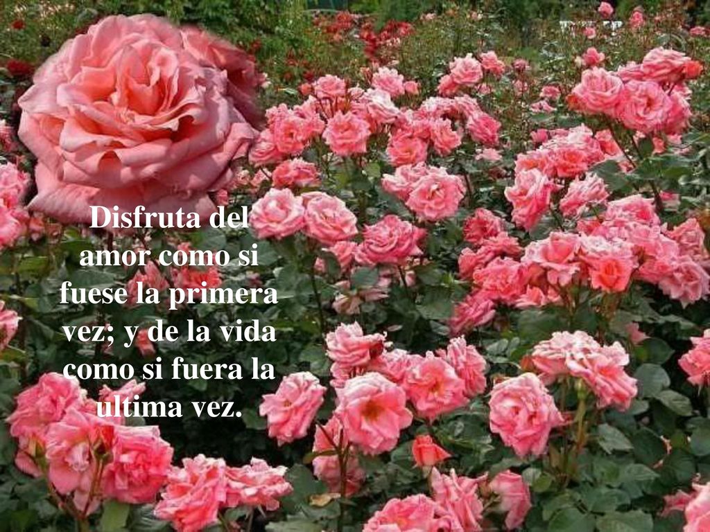 Disfruta del amor como si fuese la primera vez; y de la vida como si fuera la ultima vez.