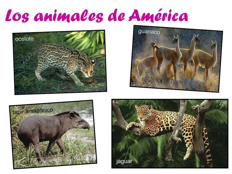 Los animales de América