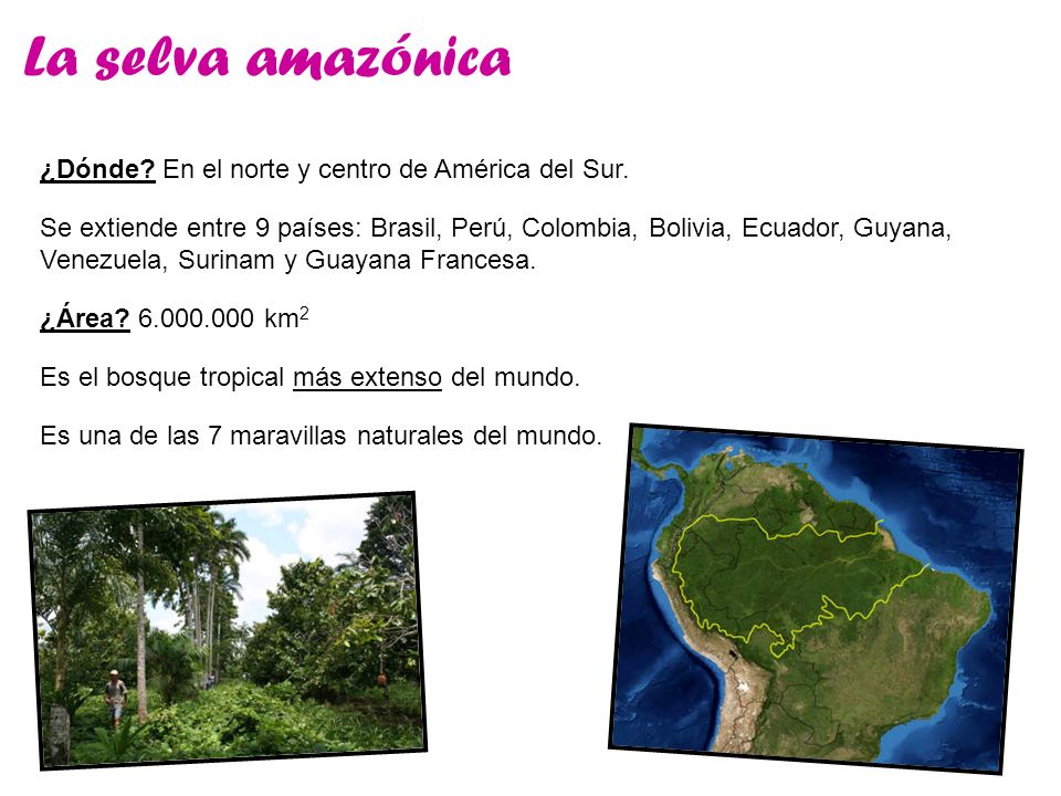 La selva amazónica ¿Dónde En el norte y centro de América del Sur.