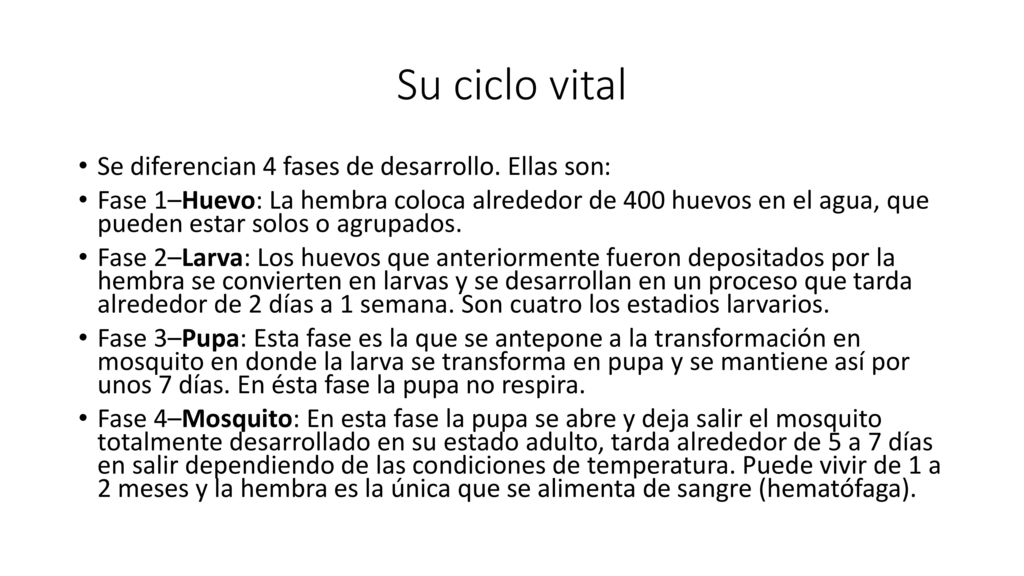 Su ciclo vital Se diferencian 4 fases de desarrollo. Ellas son: