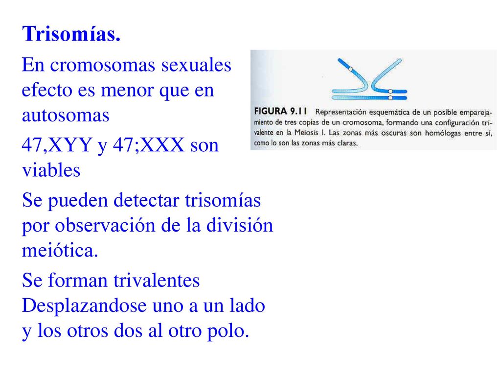 Trisomías. En cromosomas sexuales efecto es menor que en autosomas