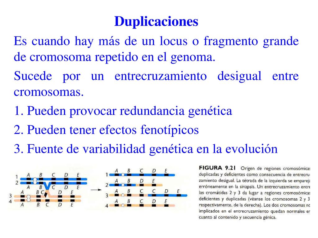 Duplicaciones Es cuando hay más de un locus o fragmento grande de cromosoma repetido en el genoma.