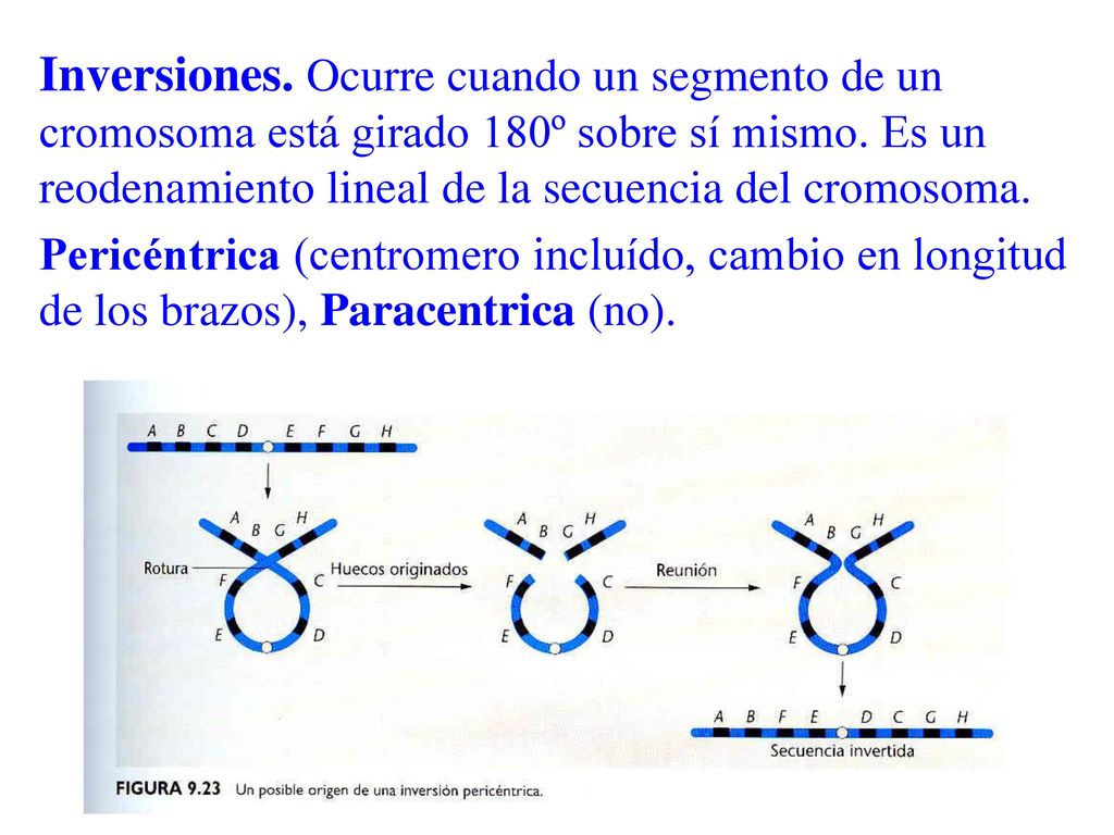 Inversiones. Ocurre cuando un segmento de un cromosoma está girado 180º sobre sí mismo. Es un reodenamiento lineal de la secuencia del cromosoma.