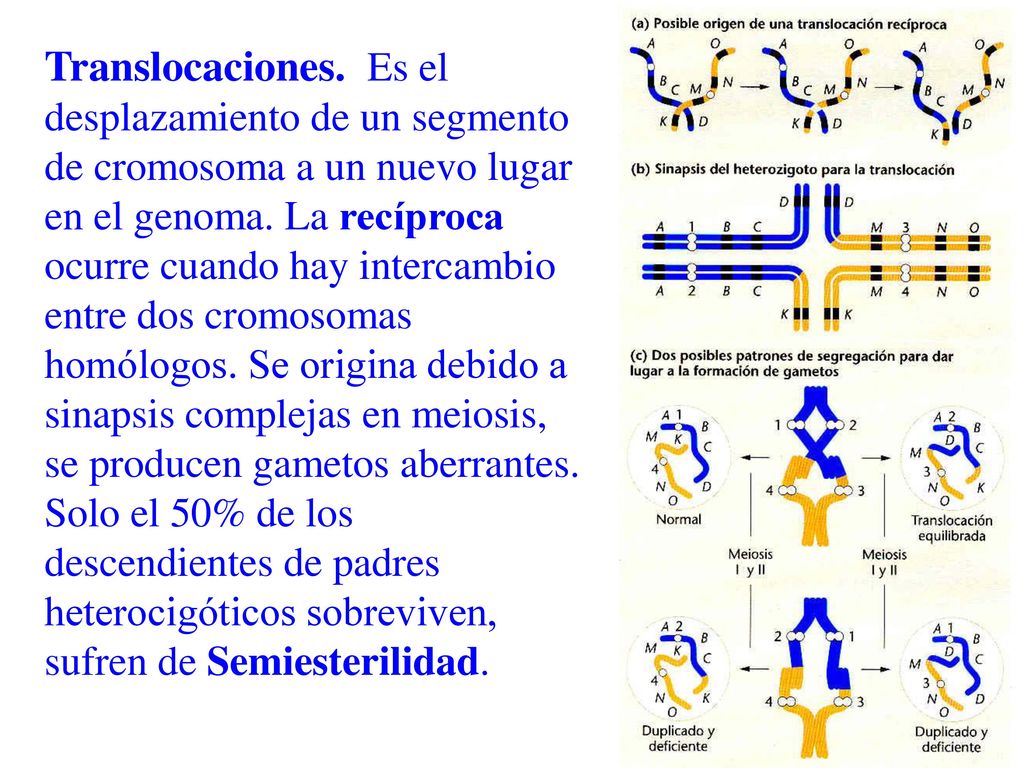 Translocaciones. Es el desplazamiento de un segmento de cromosoma a un nuevo lugar en el genoma.