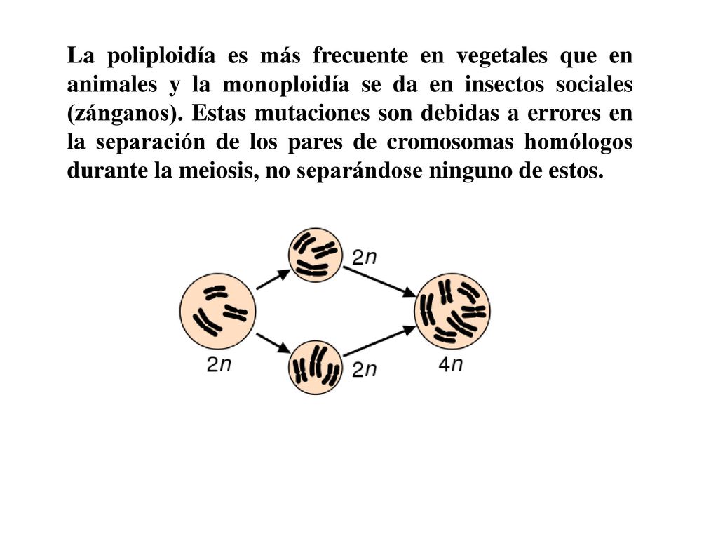 La poliploidía es más frecuente en vegetales que en animales y la monoploidía se da en insectos sociales (zánganos).