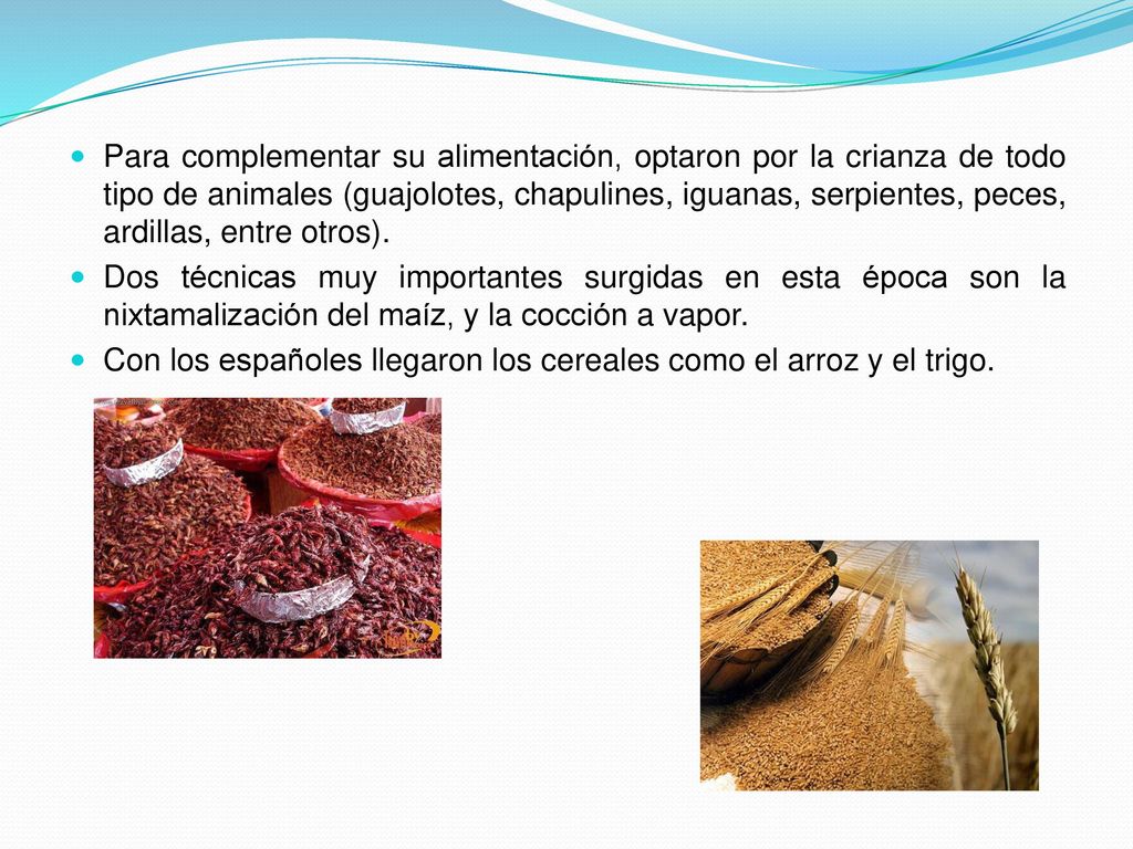 Para complementar su alimentación, optaron por la crianza de todo tipo de animales (guajolotes, chapulines, iguanas, serpientes, peces, ardillas, entre otros).