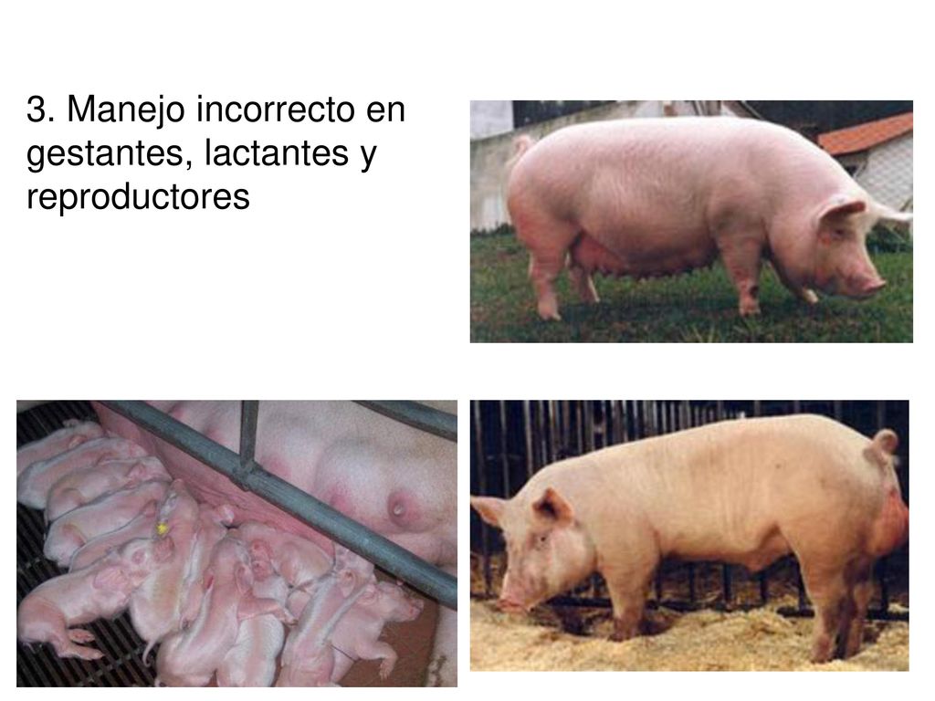 3. Manejo incorrecto en gestantes, lactantes y reproductores