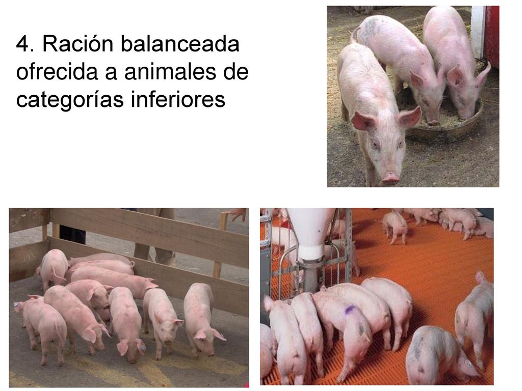4. Ración balanceada ofrecida a animales de categorías inferiores