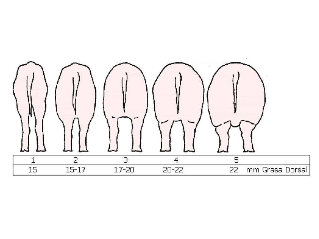 Figura #1. Medidas de las condición corporal de las cerdas(Body Condition Score).