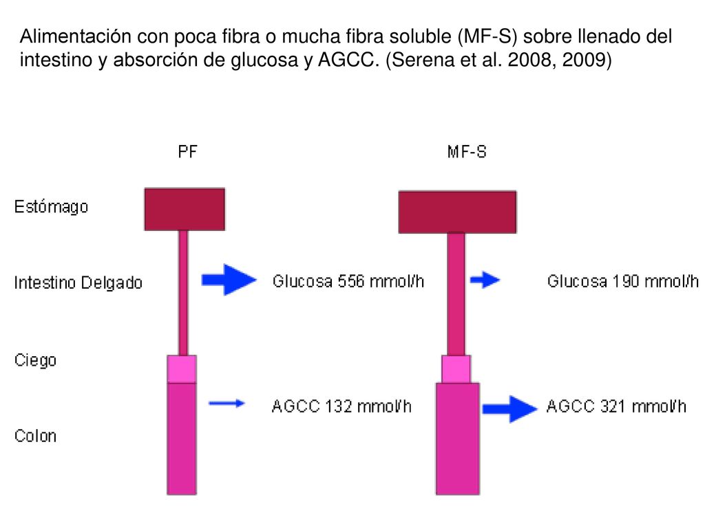 Alimentación con poca fibra o mucha fibra soluble (MF-S) sobre llenado del intestino y absorción de glucosa y AGCC.