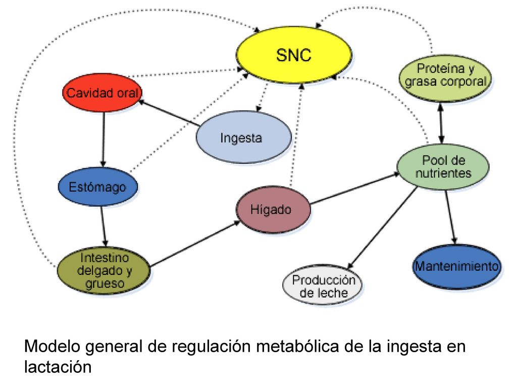 Modelo general de regulación metabólica de la ingesta en lactación