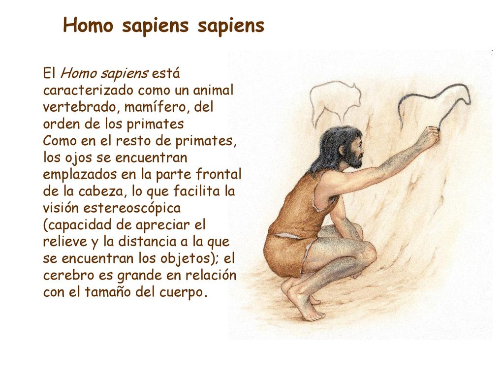 Homo sapiens sapiens El Homo sapiens está caracterizado como un animal vertebrado, mamífero, del orden de los primates.