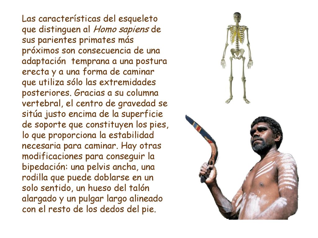 Las características del esqueleto que distinguen al Homo sapiens de sus parientes primates más próximos son consecuencia de una adaptación temprana a una postura erecta y a una forma de caminar que utiliza sólo las extremidades posteriores.