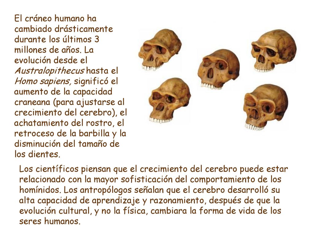 El cráneo humano ha cambiado drásticamente durante los últimos 3 millones de años. La evolución desde el Australopithecus hasta el Homo sapiens, significó el aumento de la capacidad craneana (para ajustarse al crecimiento del cerebro), el achatamiento del rostro, el retroceso de la barbilla y la disminución del tamaño de los dientes.