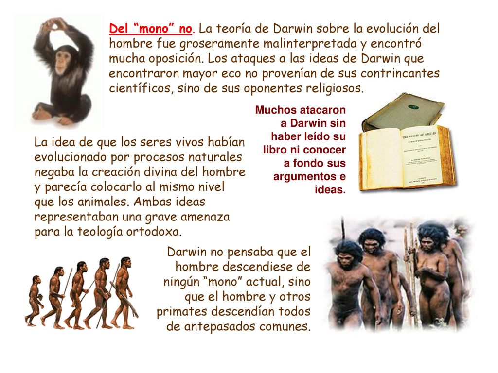 Del mono no. La teoría de Darwin sobre la evolución del hombre fue groseramente malinterpretada y encontró mucha oposición. Los ataques a las ideas de Darwin que encontraron mayor eco no provenían de sus contrincantes científicos, sino de sus oponentes religiosos.