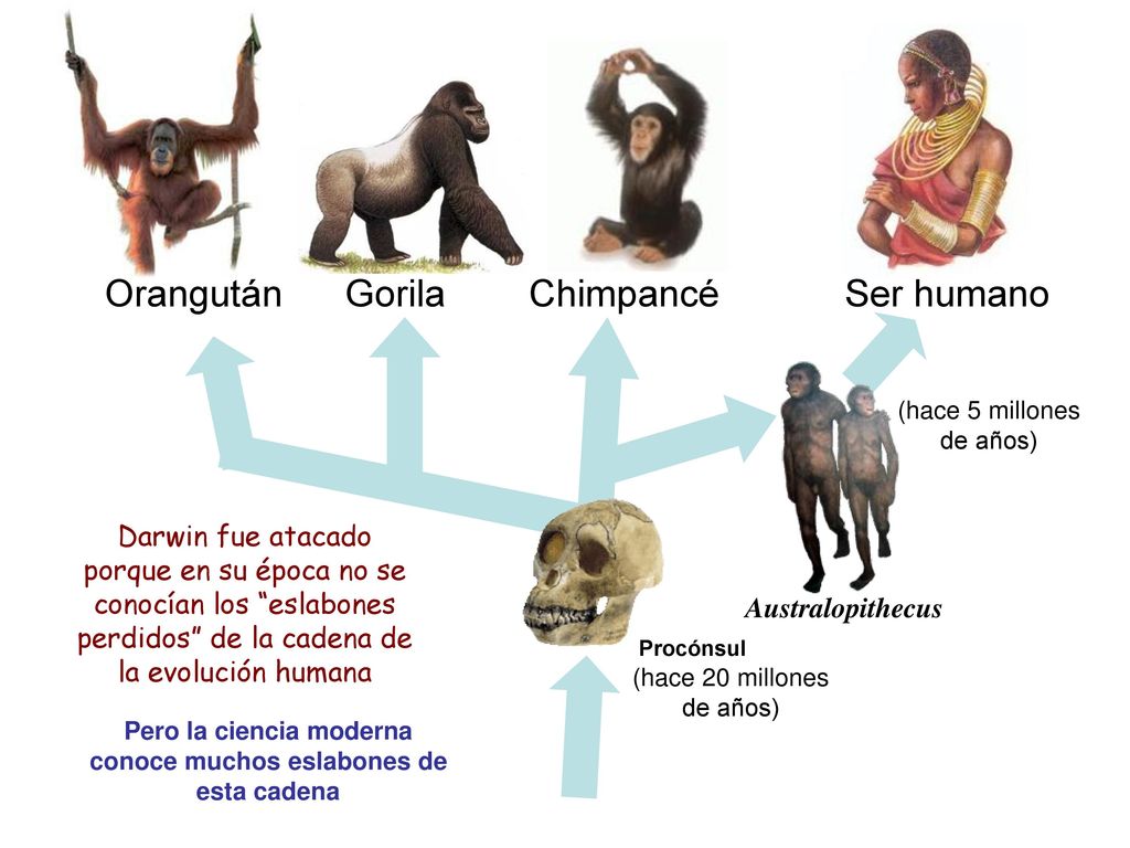 Pero la ciencia moderna conoce muchos eslabones de esta cadena