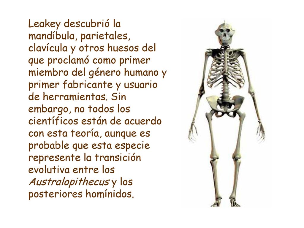 Leakey descubrió la mandíbula, parietales, clavícula y otros huesos del que proclamó como primer miembro del género humano y primer fabricante y usuario de herramientas.