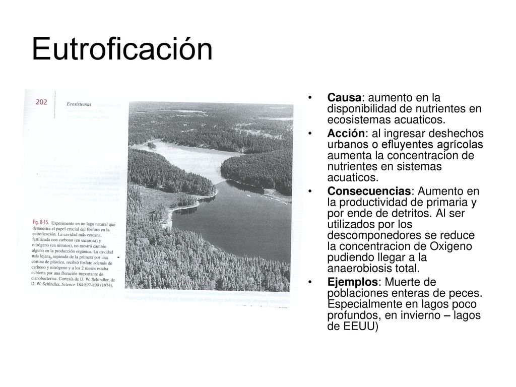 Eutroficación Causa: aumento en la disponibilidad de nutrientes en ecosistemas acuaticos.