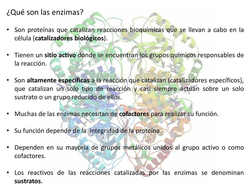 ¿Qué son las enzimas Son proteínas que catalizan reacciones bioquímicas que se llevan a cabo en la célula (catalizadores biológicos).