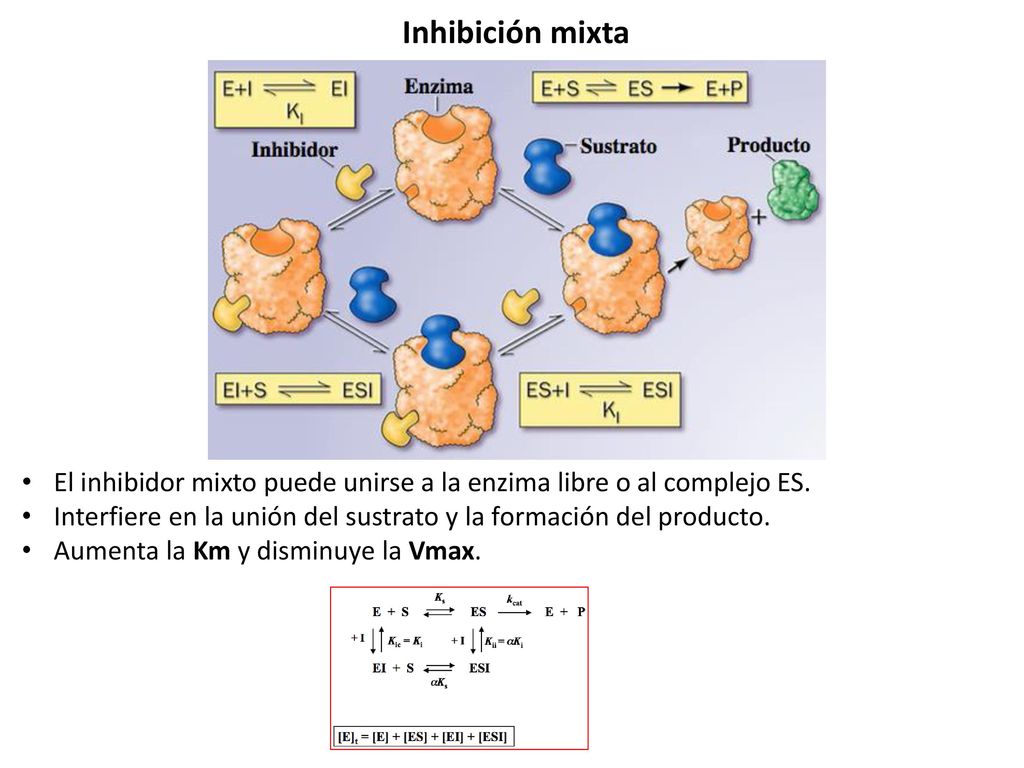 Inhibición mixta El inhibidor mixto puede unirse a la enzima libre o al complejo ES.
