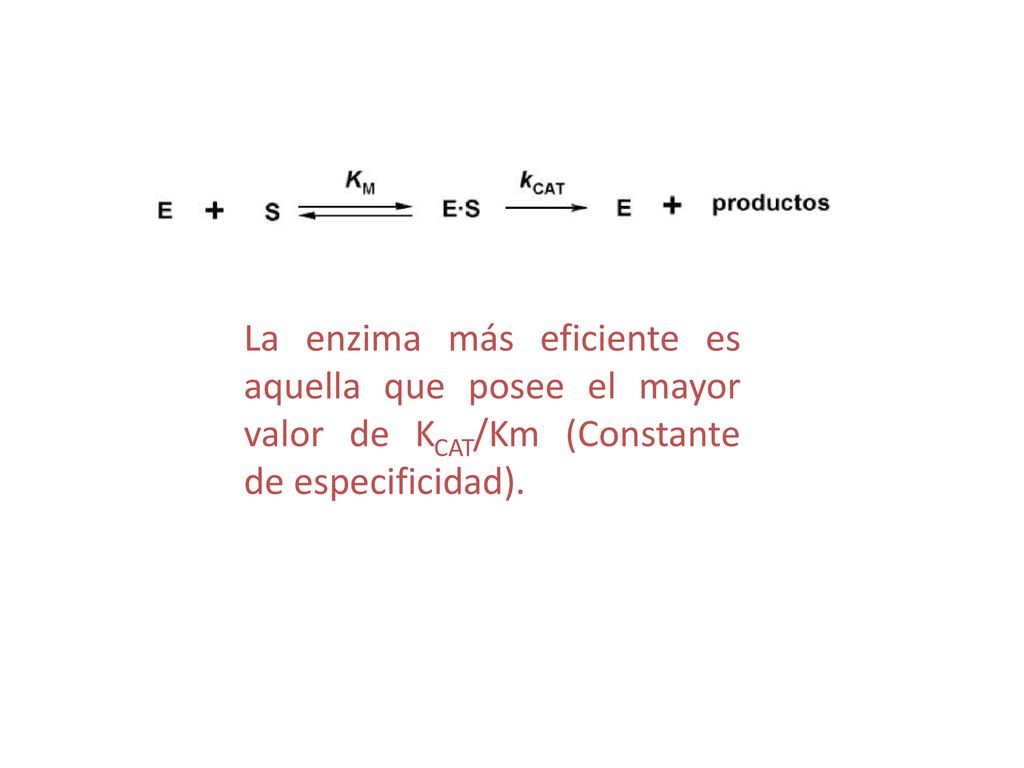 La enzima más eficiente es aquella que posee el mayor valor de KCAT/Km (Constante de especificidad).