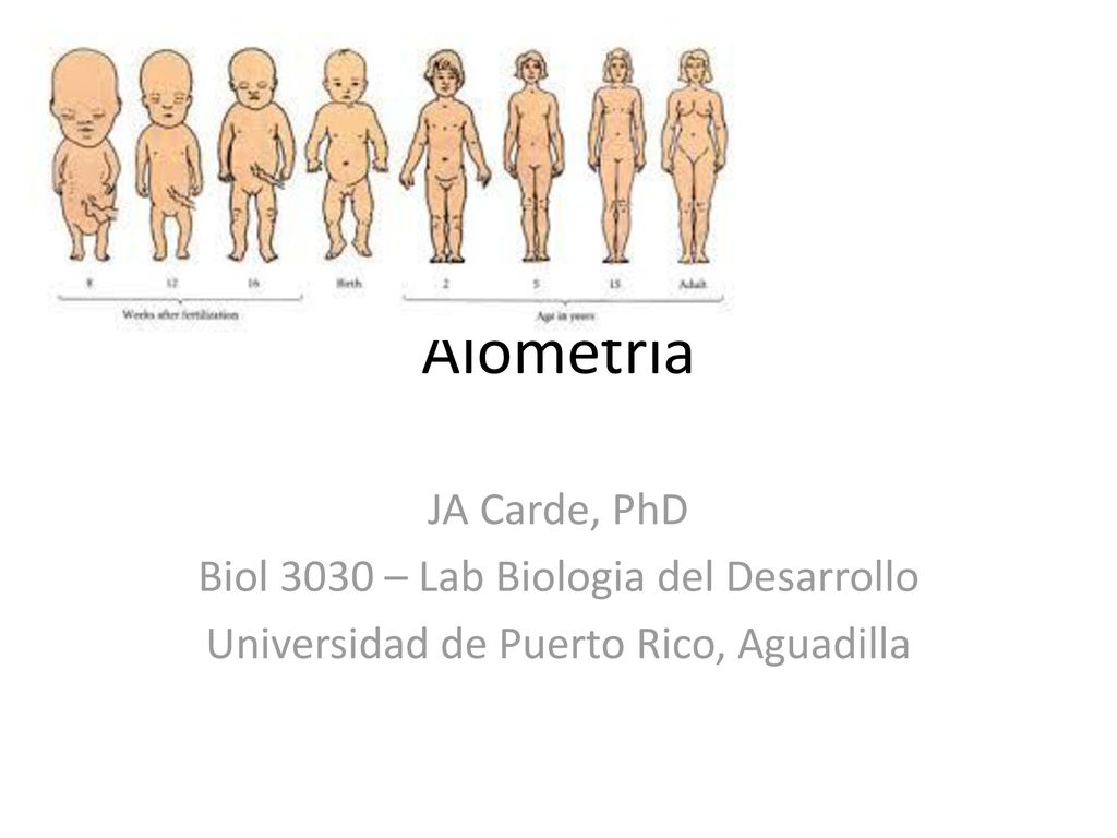 Alometría JA Carde, PhD Biol 3030 – Lab Biologia del Desarrollo