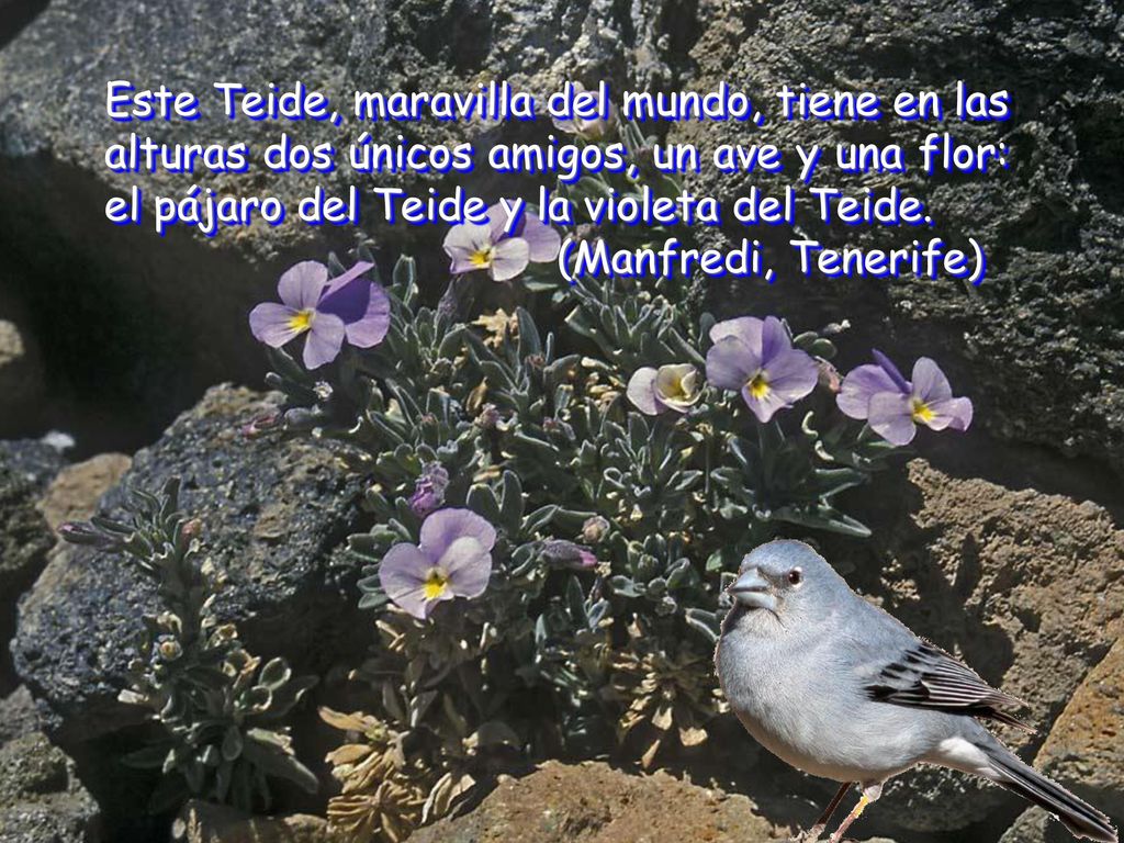 Este Teide, maravilla del mundo, tiene en las alturas dos únicos amigos, un ave y una flor: el pájaro del Teide y la violeta del Teide.
