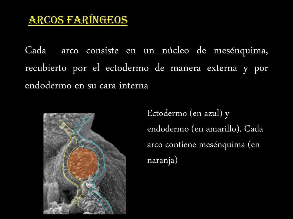 ARCOS FARÍNGEOS Cada arco consiste en un núcleo de mesénquima, recubierto por el ectodermo de manera externa y por endodermo en su cara interna.