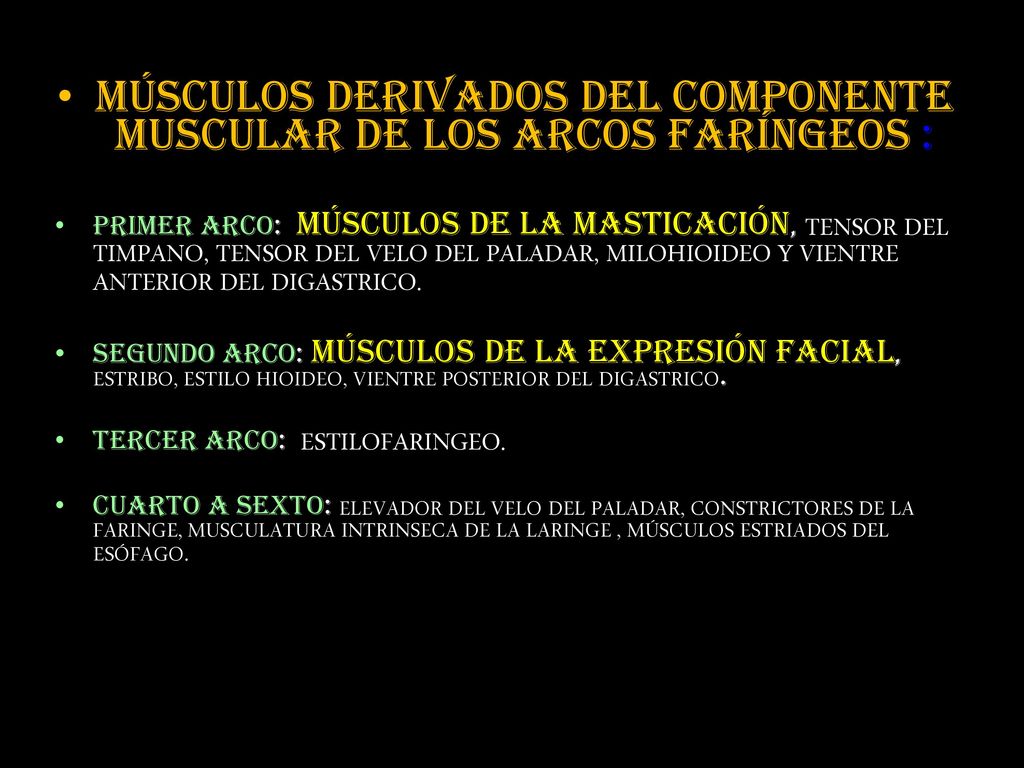 MÚSCULOS DERIVADOS DEL COMPONENTE MUSCULAR DE LOS ARCOS FARÍNGEOS :