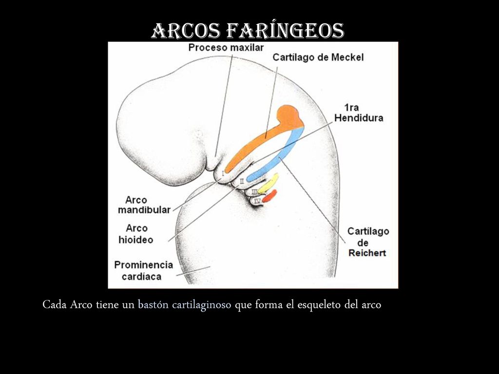 Arcos Faríngeos Cada Arco tiene un bastón cartilaginoso que forma el esqueleto del arco