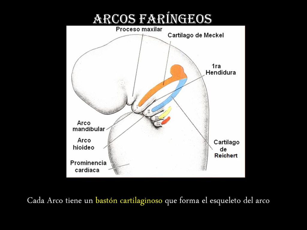 Arcos Faríngeos Cada Arco tiene un bastón cartilaginoso que forma el esqueleto del arco