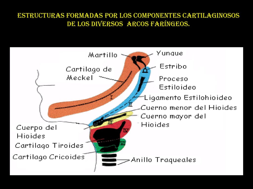 ESTRUCTURAS FORMADAS POR LOS COMPONENTES CARTILAGINOSOS DE LOS DIVERSOS ARCOS FARÍNGEOS.